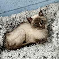 Thumbnail photo of Mouse #4