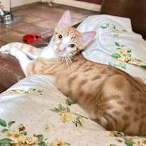 Thumbnail photo of Cherrio #1