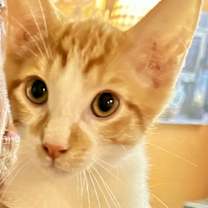 Thumbnail photo of Cherrio #2