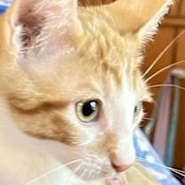 Thumbnail photo of Cherrio #3