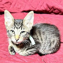 Thumbnail photo of Cherrio #4