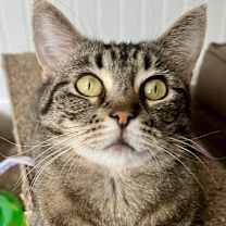 Thumbnail photo of Luna #1