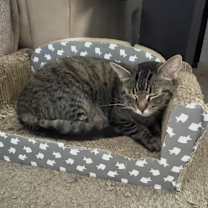 Thumbnail photo of Luna #2