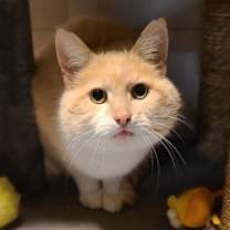 Thumbnail photo of Olive #3