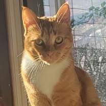 Thumbnail photo of Gin Gin (Courtesy Post) #3