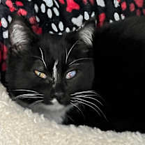 Thumbnail photo of Tootsie #1