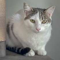 Thumbnail photo of Aspen #2