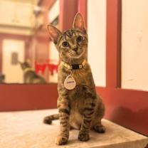 Thumbnail photo of Coco #1