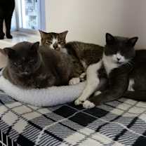 Thumbnail photo of Forest #2