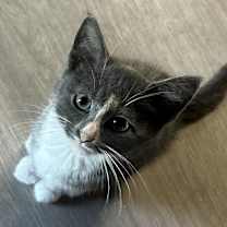 Thumbnail photo of Gucci #2