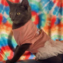 Thumbnail photo of Meredith Gray #2