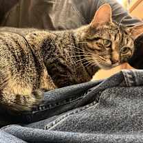 Thumbnail photo of Mr. Tom #2