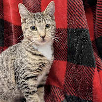 Thumbnail photo of Magenta #1