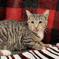Thumbnail photo of Magenta #2