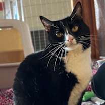 Thumbnail photo of Sharkie #1