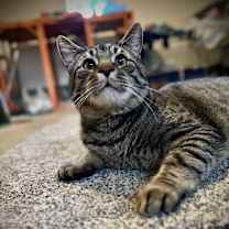 Thumbnail photo of Rome-Barn Guardian #3