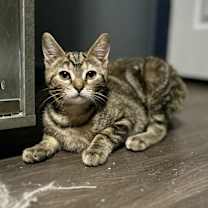 Thumbnail photo of Sherpa #2