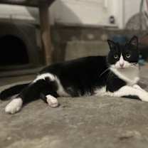 Thumbnail photo of Chaos-Love Bug #3
