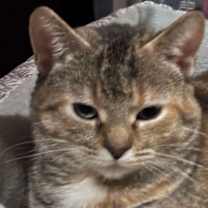 Thumbnail photo of CAT- FAITH #4