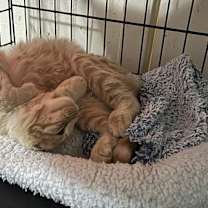 Thumbnail photo of CHASE #2