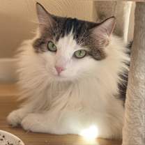 Thumbnail photo of Charlie #3