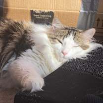 Thumbnail photo of Charlie #4