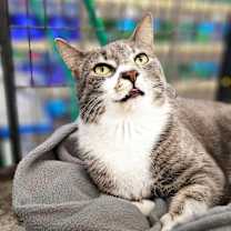 Thumbnail photo of Rascal #1