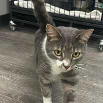 Thumbnail photo of Rascal #3