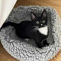 Thumbnail photo of Gogo (Go Fish!) #2