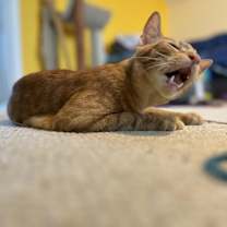 Thumbnail photo of Spooky Cute #3