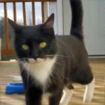 Thumbnail photo of MAEVE #1