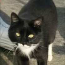 Thumbnail photo of MAEVE #2