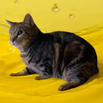 Thumbnail photo of Mercury #4