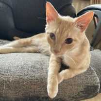 Thumbnail photo of Puffy #1