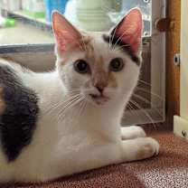 Thumbnail photo of Skittles #2