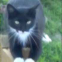 Thumbnail photo of MAEVE #3