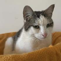 Thumbnail photo of Clara #3