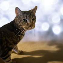 Thumbnail photo of Mercury #1