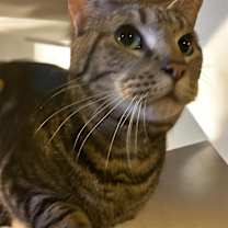 Thumbnail photo of Mercury #2