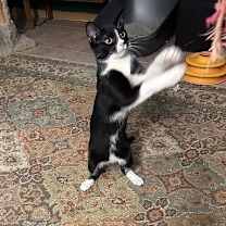 Thumbnail photo of Armenia #3