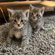 Thumbnail photo of Dilly,Dally,Storm,Teensie,Cor #1