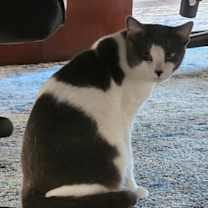 Thumbnail photo of Aster #1