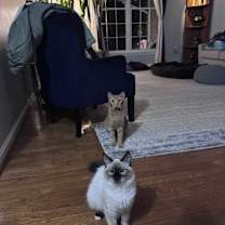 Thumbnail photo of Ebony and Mooney #1