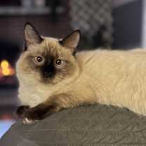 Thumbnail photo of Ebony and Mooney #3