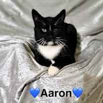 Thumbnail photo of Aaron and Archer #3