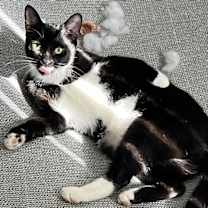 Thumbnail photo of Sybil #1