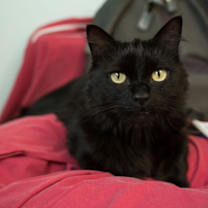 Thumbnail photo of Sasha #2