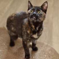 adopt-pet
