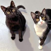 Thumbnail photo of Freedom #2