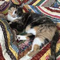 Thumbnail photo of Shelley #3